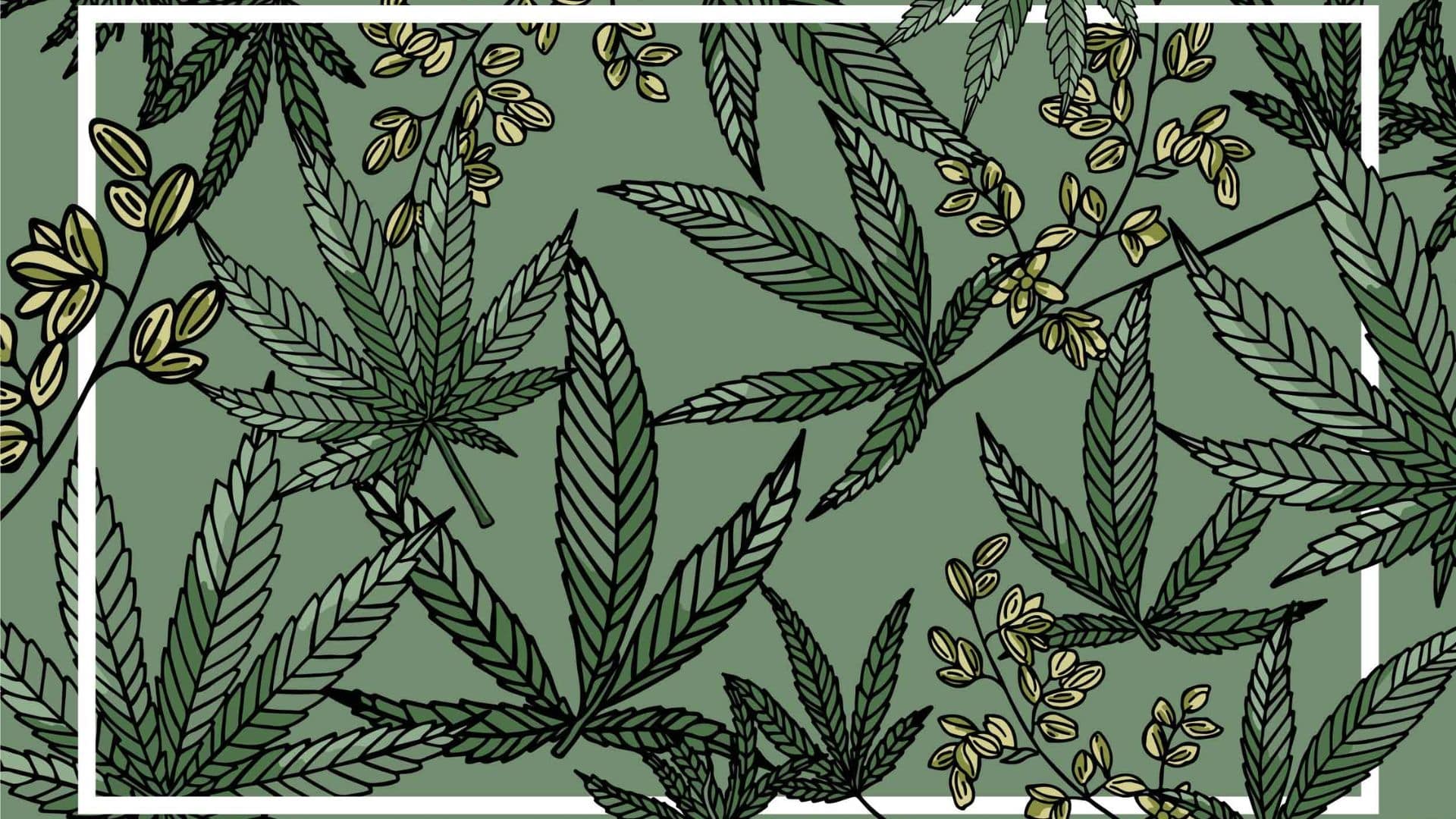 The Cannabis Market in Africa with Danie Nel, CEO of Afriplex